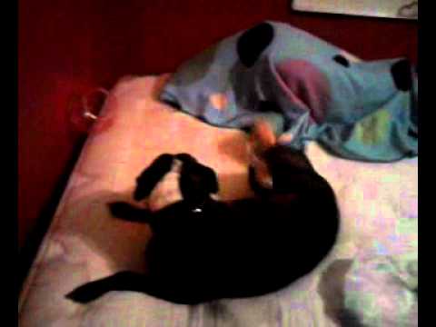 Squeak like a...like a guinea pig.