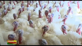 Poultry Production from Start to Finish