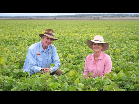 How to set up your mungbean crop for success