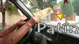 preview picture of video 'Patin El perro volador el perro bocina de Ceres'