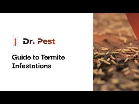 Guide to Termite Infestations