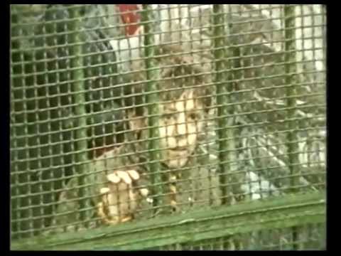 Campionato io Ti Amo 1986  -  1987  Napoli Campione D'Italia