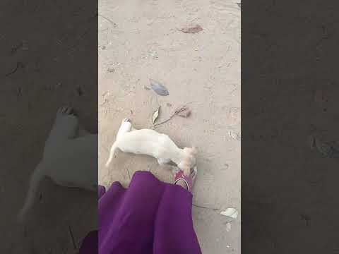 entha mandi nennu aagam chesaru😂😂😂 #telugumotivationalquotes #youtubeshorts