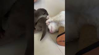 Cat Alaska playing around with two little adopted otters 🦦#shorts #otter #cuteanimals