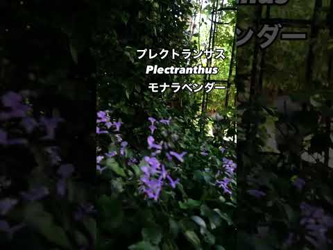 メドウパセリ 植物