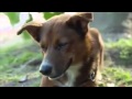 ''Become and organ donor'' - Emotional Commercial With Dog - ''The man and the dog''