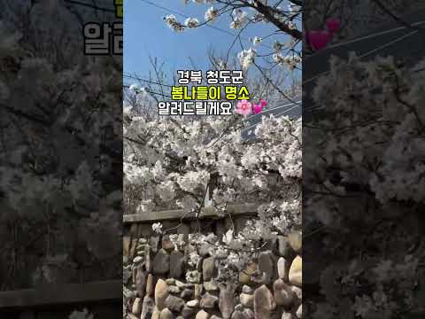 청도군 봄나들이 명소 추천ㅣ 청도군청