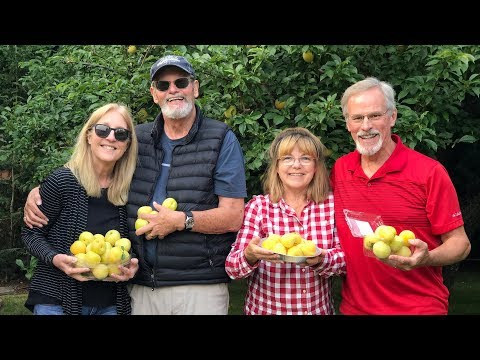 Harvesting Juicy Golden Japan Plums