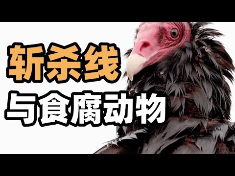 How Cruel Is the U.S. “Kill Line”? When the Homeless Collapse… the City’s Cleanup Crew Starts Eating