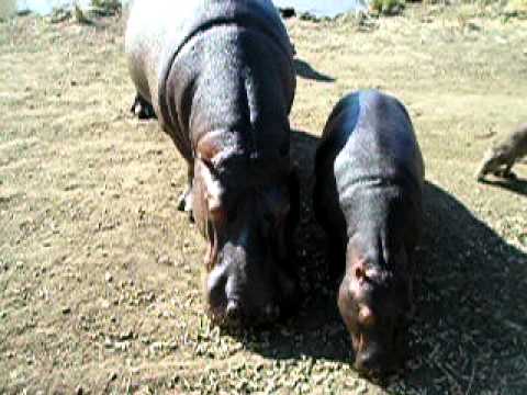 Moholoholo Hippos and Warthogs