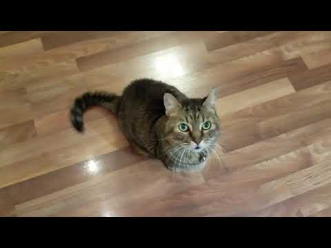 Our Male Cat One Year After Blocked Urethra Emergency Follow-Up
