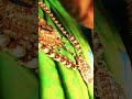 Manea Maruthani Pusava ️ ️ ️