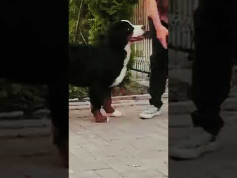 Bernese Mountain Dog puppy for sale