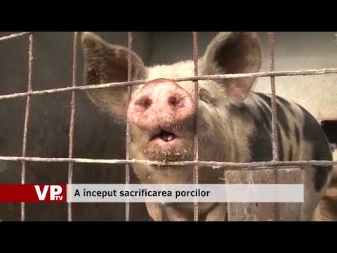 A început sacrificarea porcilor