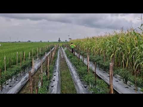 Smart Yet Simple Way to Apply Liquid Pest Control on Seedlings  -Agriculture Farming