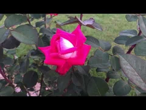 Роза Acapella (Акапелла).