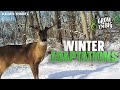 How Deer Adapt To Survive Brutal Winters