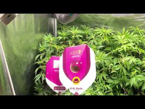 OG Kush Flowering Phase – Week 3 to Harvest | Indoor Growlog + Feeding & Trichome Check