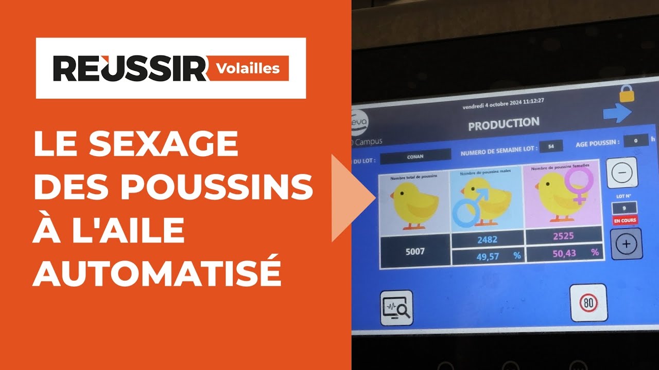 Le sexage à l'aile des poussins de chair s'automatise - Innovation 