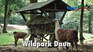 preview picture of video 'Wild- und Erlebnispark Daun | Rhein-Eifel.TV'
