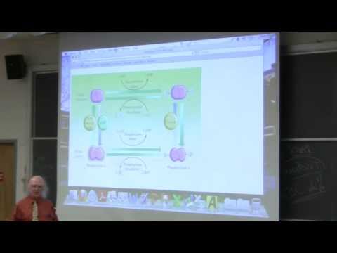 #28 Biochemistry Lecture (Glycogen Metabolism) from Kevin Ahern's BB 350