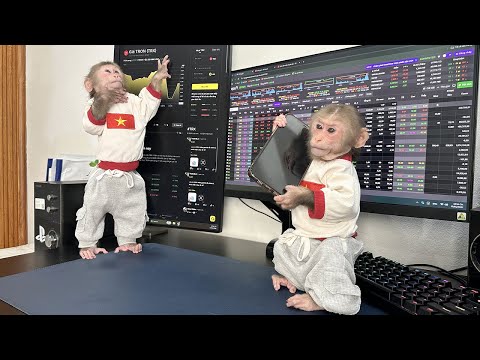 Lala attempts to research the stock market and what's the outcome...?