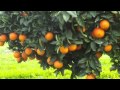 Fruit Rap Video