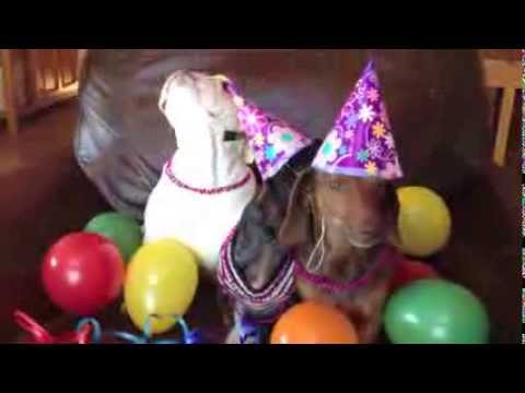 Happy Birthday from an English Bulldog Puppy & 2...