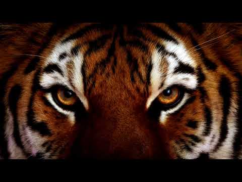 In The Right State Of Mind Instrumental Version   Cacti