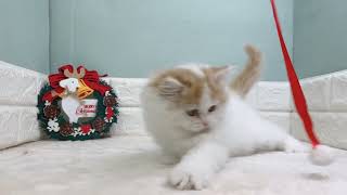 ミヌエットの動画01