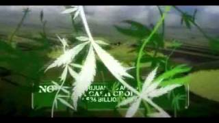 Curtis Young   " Light It Up "