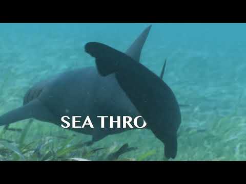 Sea Through | Official Trailer (2024)