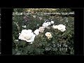 VHS Garden