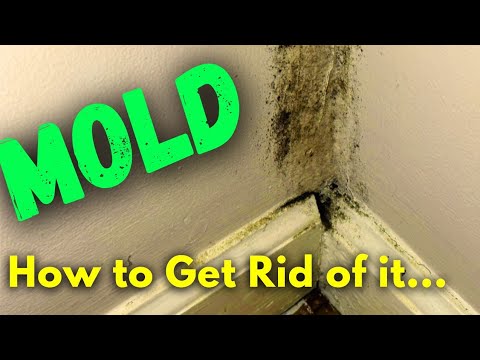 DIY Mold Remediation - What to Do If You Find MOLD and When You Should Call a Professional