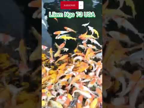 The Ultimate Guide to Koi fish Feeding: Everything You Need to Know to Keep Your Fish Flourishing