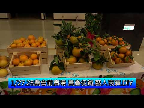 獅潭「橘莓戀」27日、28日登場 邀您體驗採果樂(含影音新聞)