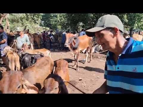 Novillas y Toretes en El Transito San Miguel El Salvador On 