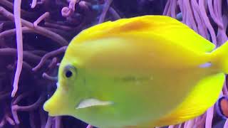 Monterey Aquarium  '24  #California