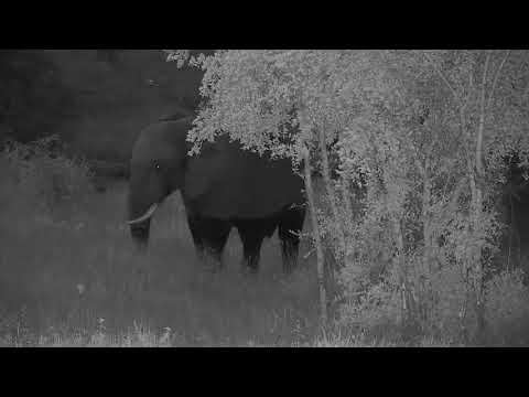 Djuma: Elephant and Hippo.- 18:26 - 03/13/20