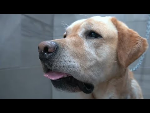 Goofy Labrador Retriever drags me into the salon | #1 owned dog breed in the world