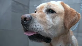 Goofy Labrador Retriever drags me into the salon | #1 owned dog breed in the world