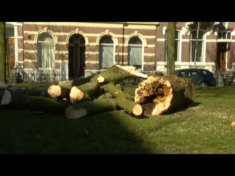 Opnieuw 24 kastanjes gekapt