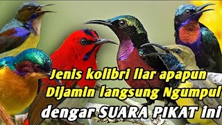 Download lagu Suara pikat kolibri ribut (konin-wulung-sogok otong-sepah raja) mp3 Download lagu Suara pikat kolibri ribut (konin-wulung-sogok otong-sepah raja) mp3
