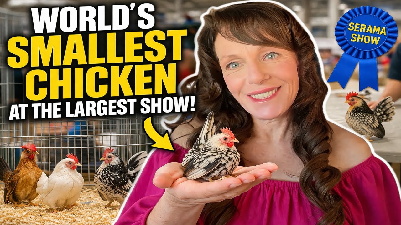 Tiniest Chickens, Biggest Competition | Serama Show Day