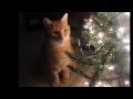 Tribute To Clive Our Orange Tabby