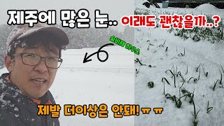 제주에 많은 눈 폭설 이래도 괜찮을까싶습니다 두껍게 눈이덮힌 온실하우스 채소밭 #폭설