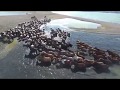 Horse Story - Michael Allen Harrison