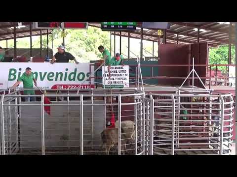 SUBASTA GANADERA DE BOQUERON  10/2/2026