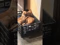 🐶#dog #doglover #dogs #kiss #love #kissing #funny #sound #family ##couple #sleep #together