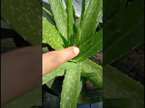 , title : 'aloe vera plant care|how to grow aloevera|grow aloevera plant at home#shorts#shortsvideo #viralvideo'